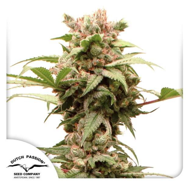 Dutch Passion Auto CBG-Force