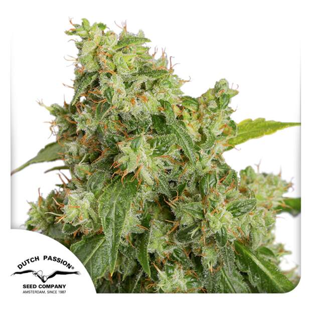 Dutch Passion Auto Xtreme