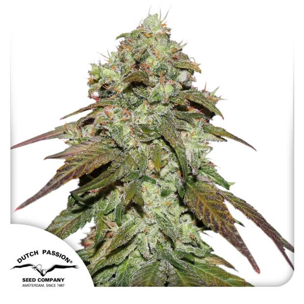 Dutch Passion CBD Mazar