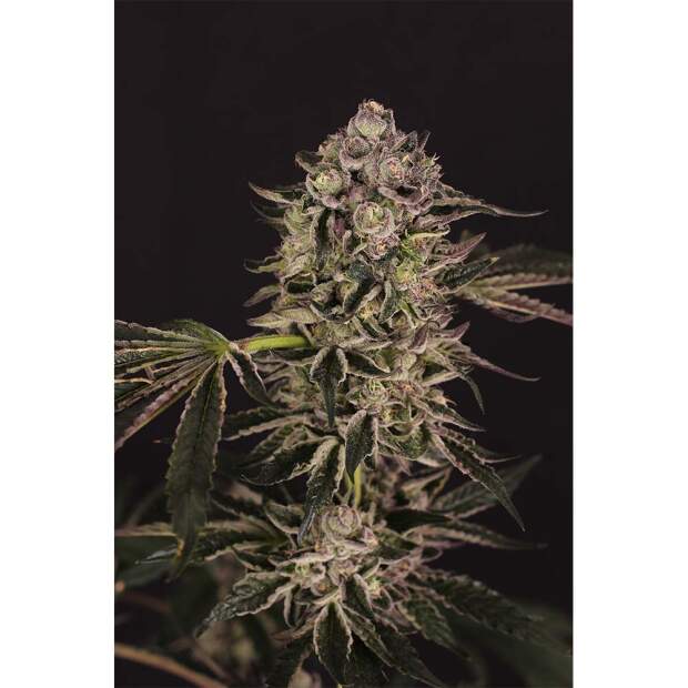 Exotic Seed Quick Sherbet