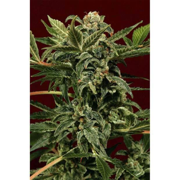 Exotic Seed Russian Auto