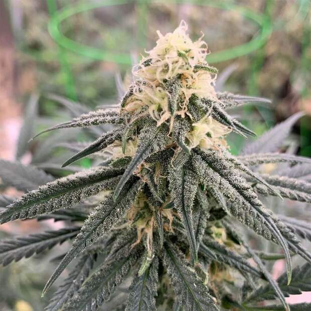 Expert Seeds ChemdOG Gorilla