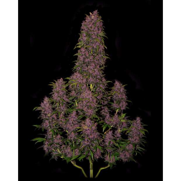 420 Fast Buds Crystal M.E.T.H. Auto