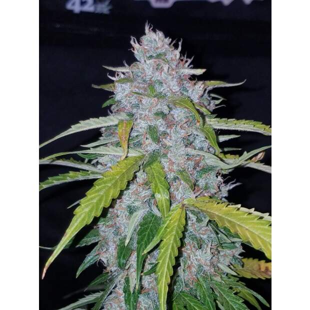 420 Fast Buds Six Shooter Auto