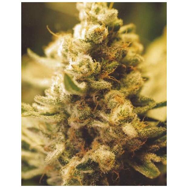 Female Seeds Lemon Kush