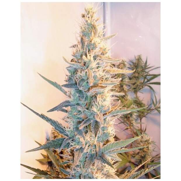 Female Seeds Outdoor Grapefruit