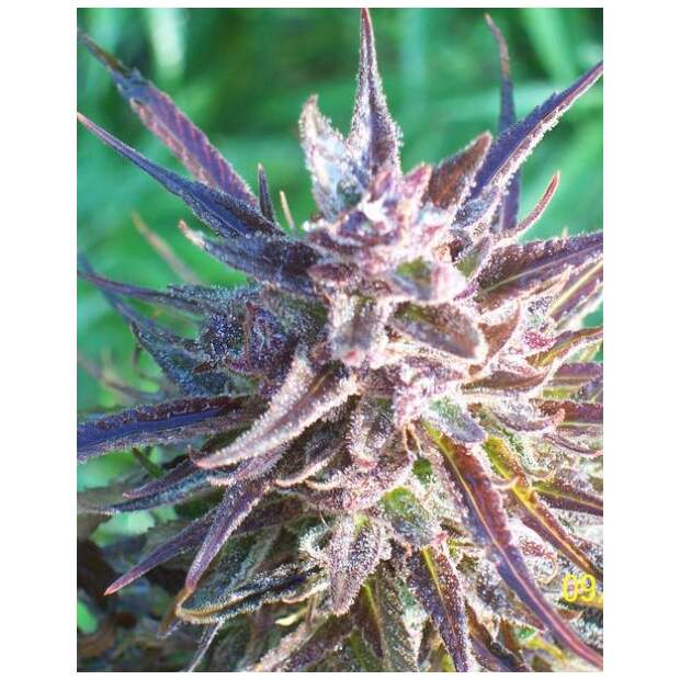 Female Seeds Purple Maroc