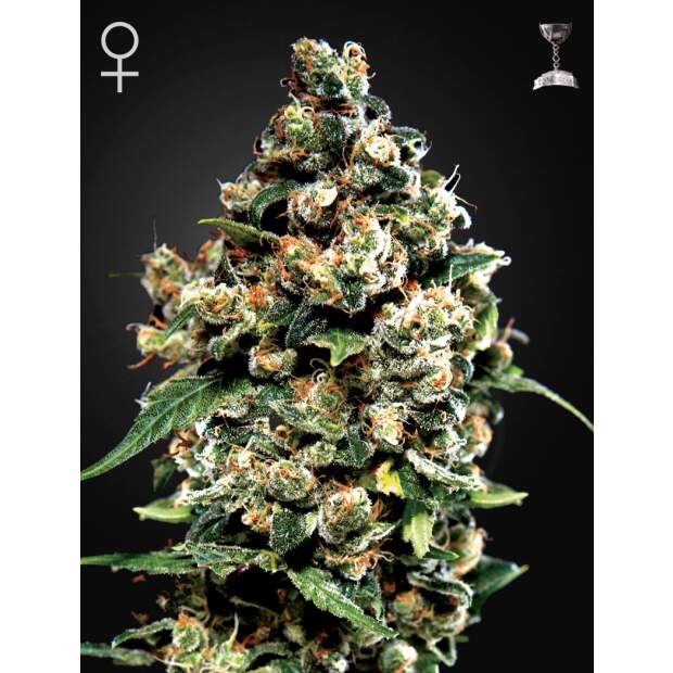 Green House Seeds Jack Herer