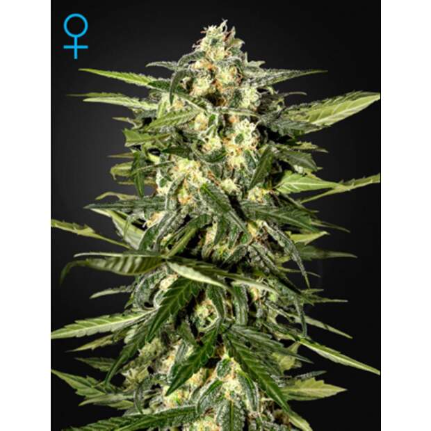 Green House Seeds Jack Herer Auto