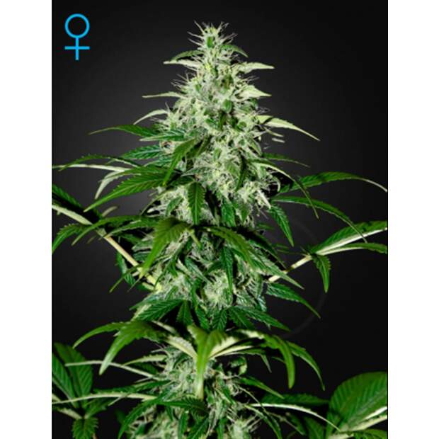 Green House Seeds Kalashnikova Auto