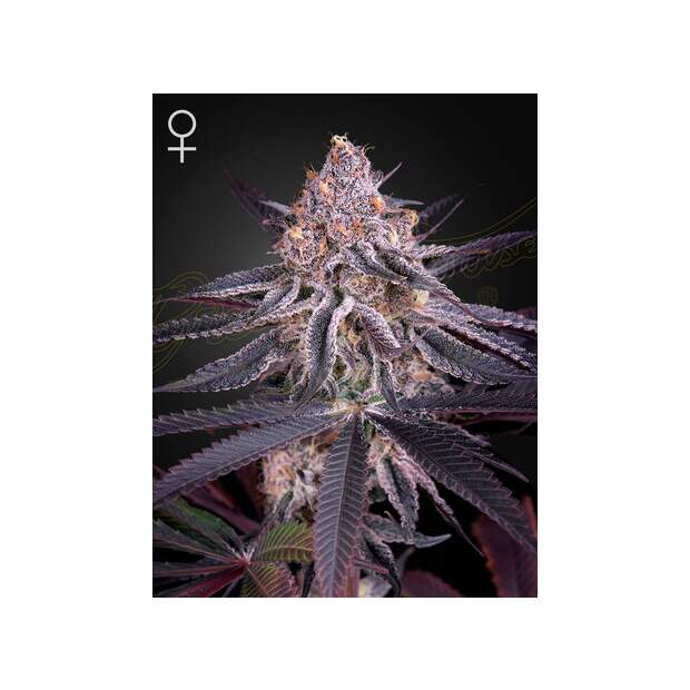 Green House Seeds Kings Juice