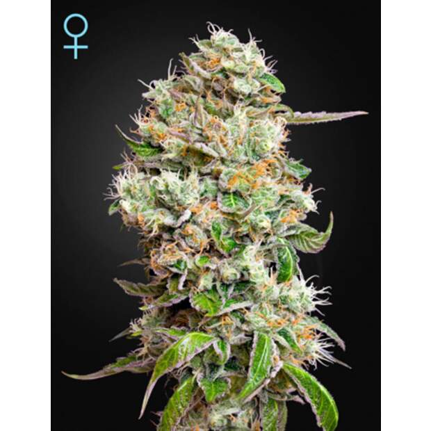 Green House Seeds Kings Kush Auto CBD