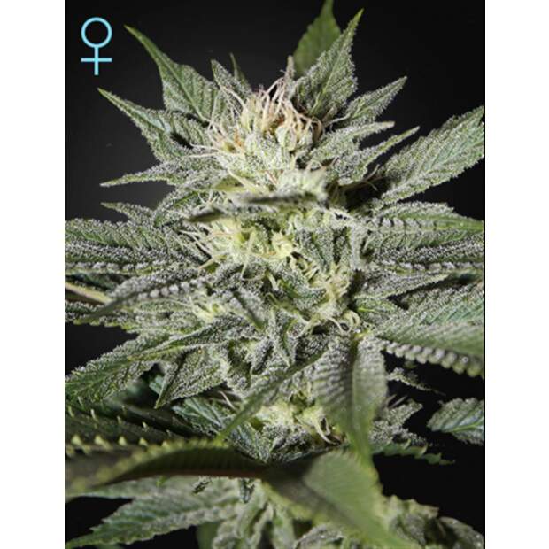 Green House Seeds Kings Kush CBD