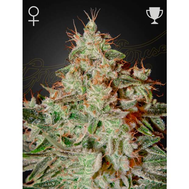 Green House Seeds Lemon Skunk