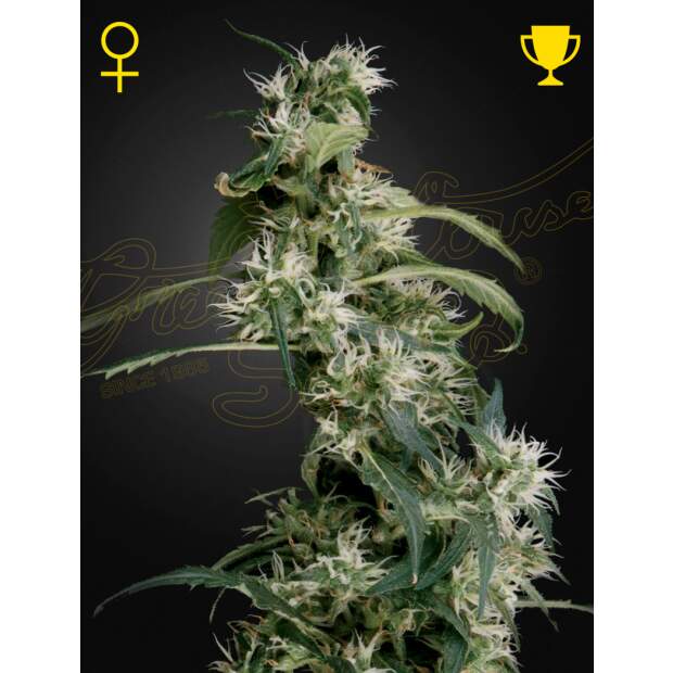 Green House Seeds Mango Haze