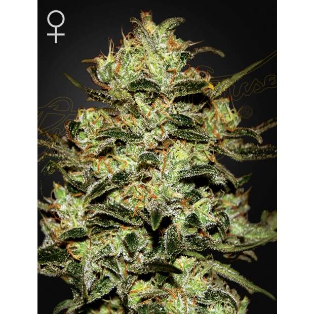 Green House Seeds Moby Dick