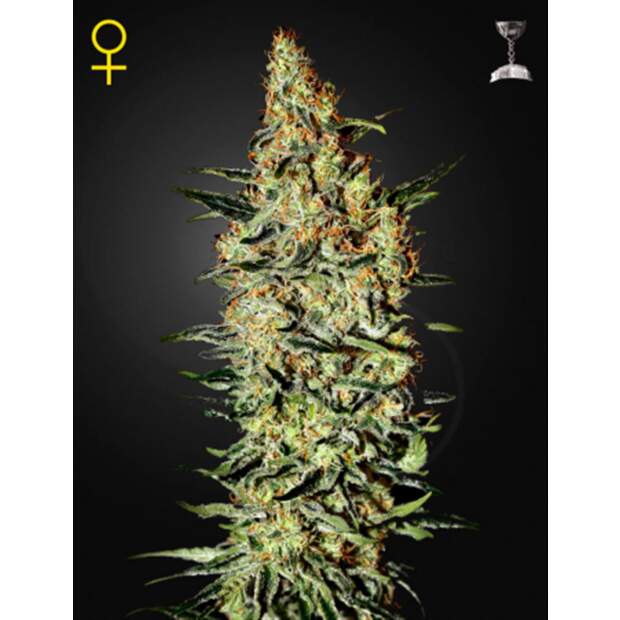 Green House Seeds NL5 Haze Mist