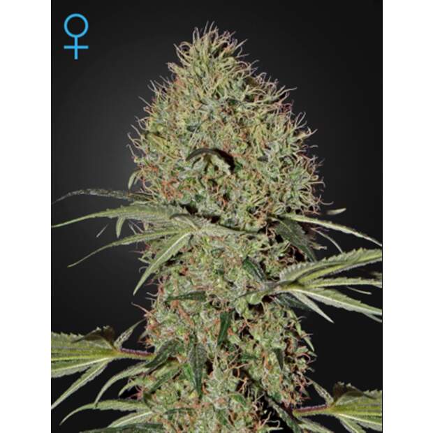 Green House Seeds Super Bud Auto