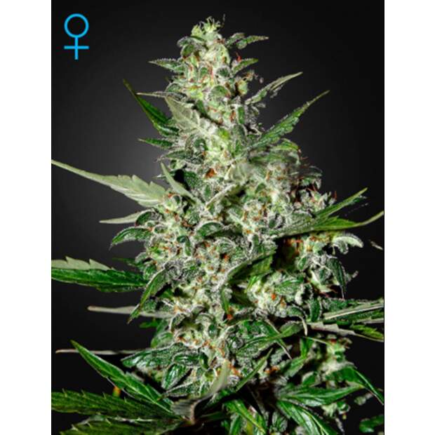 Green House Seeds Super Critical Auto