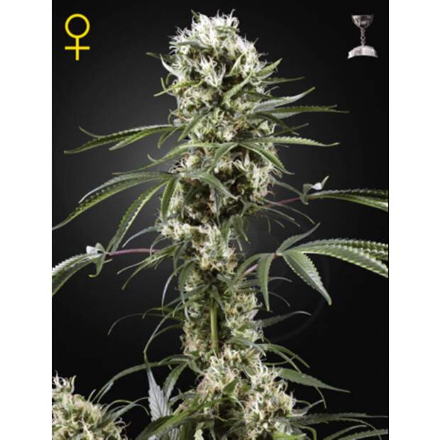 Green House Seeds Super Lemon Haze