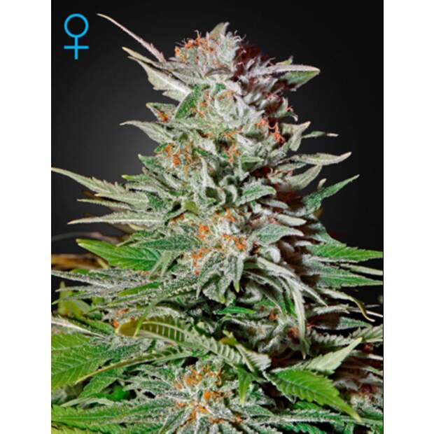 Green House Seeds Super Lemon Haze Auto