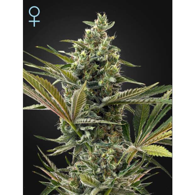 Green House Seeds Super Lemon Haze Auto CBD