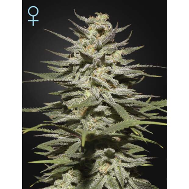 Green House Seeds Super Lemon Haze CBD