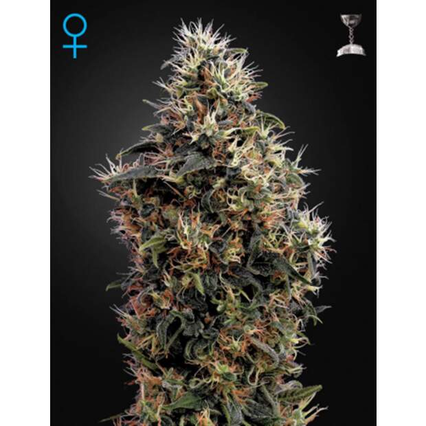 Green House Seeds Sweet Mango Auto