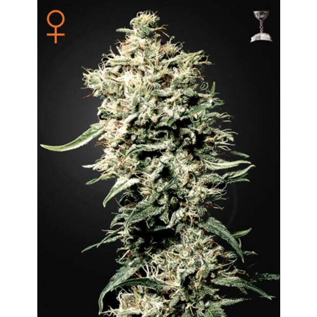 Green House Seeds White Rhino