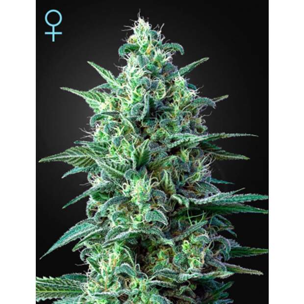 Green House Seeds White Widow Auto CBD