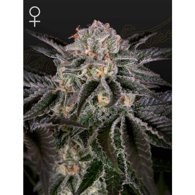 Green House Seeds Wonder Pie