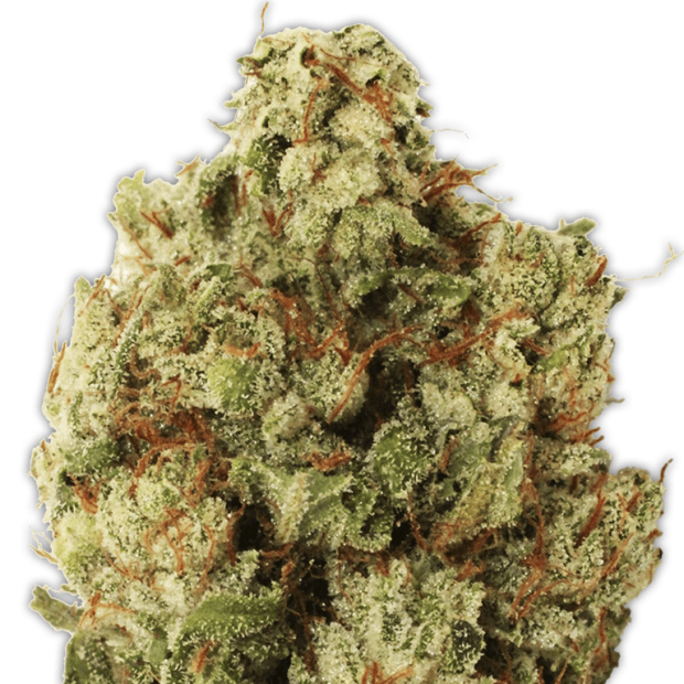 Heavyweight Seeds Green Ninja