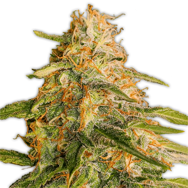 Heavyweight Seeds Tropic Punch