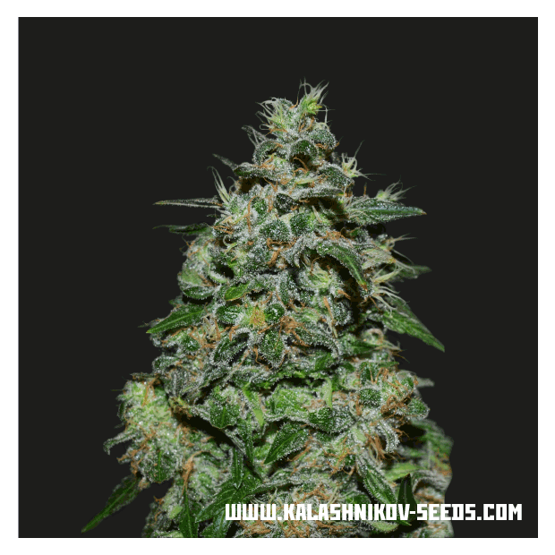 Kalashnikov Seeds AK Kush Express