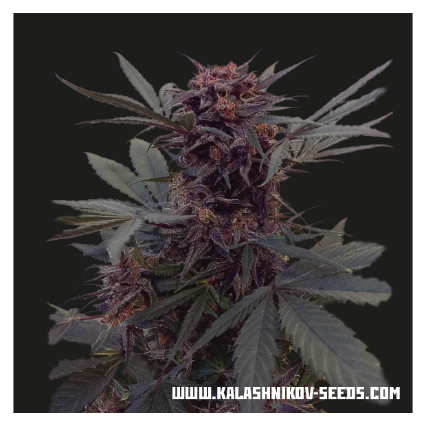 Kalashnikov Seeds Babushka Black Auto