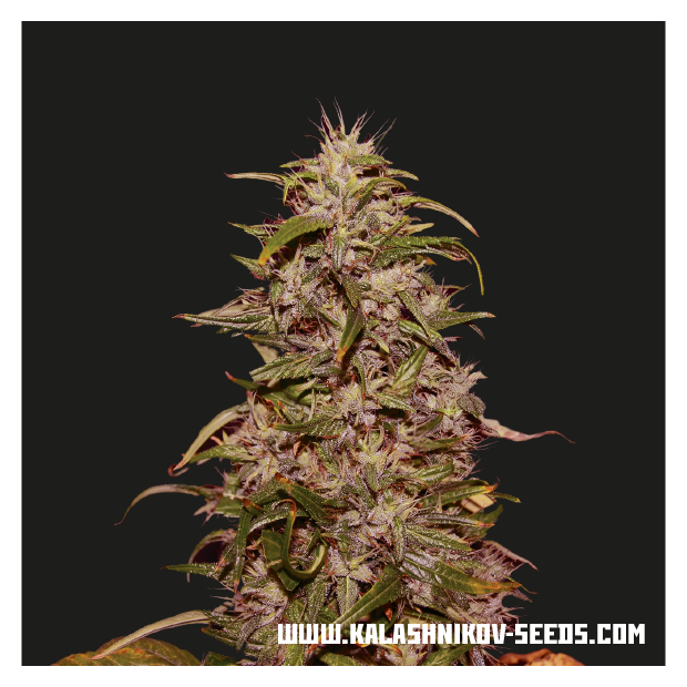 Kalashnikov Seeds Big Altai Sativa Express