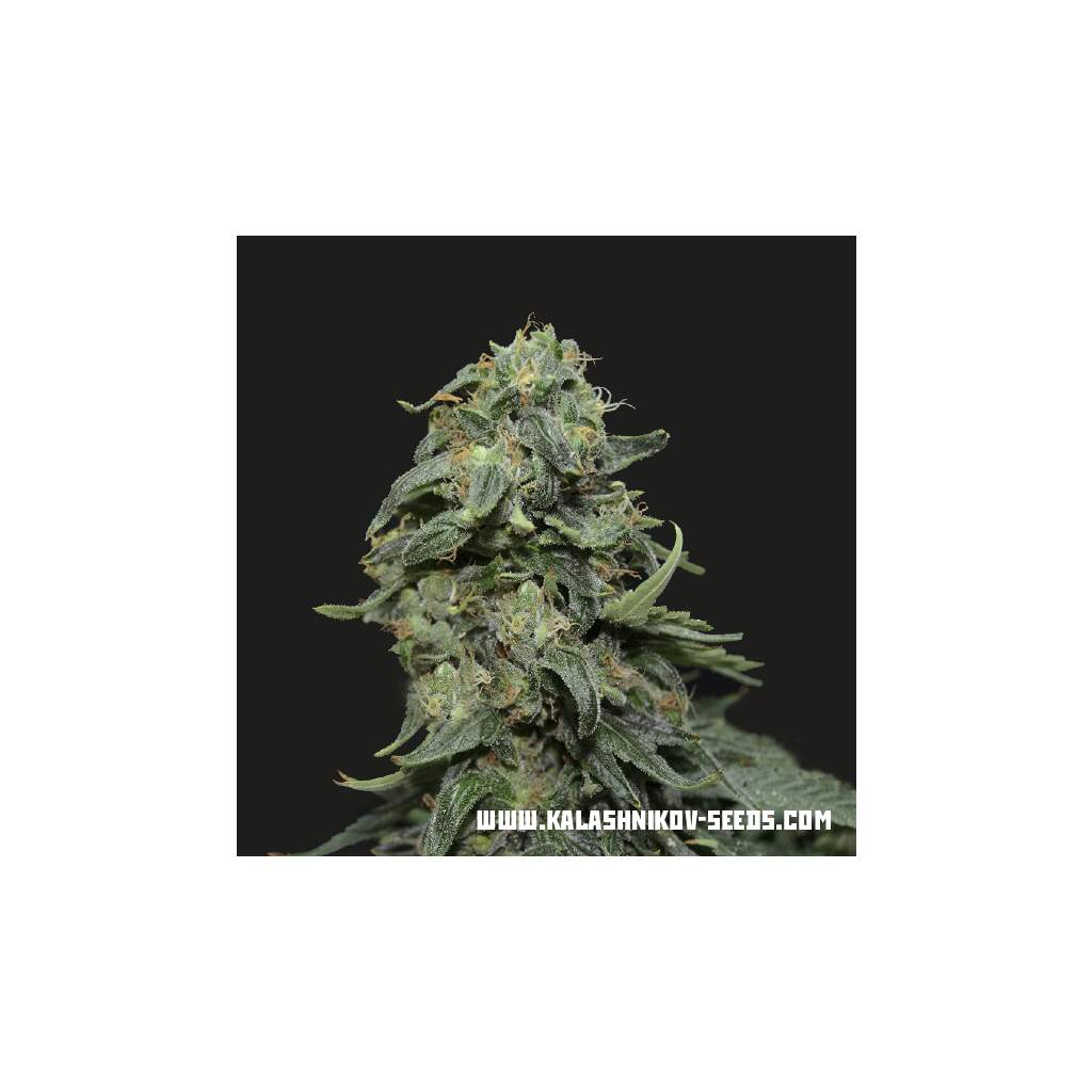 Kalashnikov Seeds Kabul Express, 18,00 €