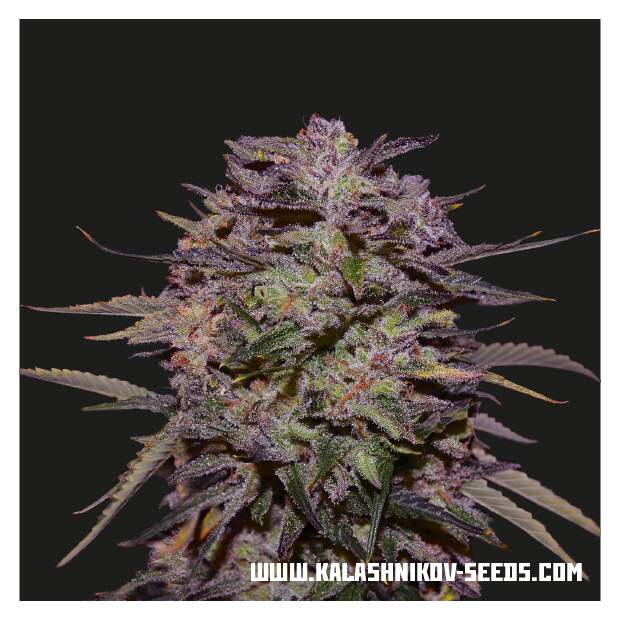 Kalashnikov Seeds Purple Russian Express, 19,50 €