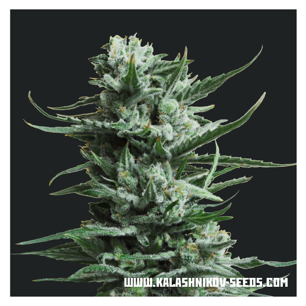 Kalashnikov Seeds Siberian Haze