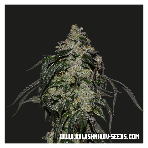 Kalashnikov Seeds Soyuz OG Express