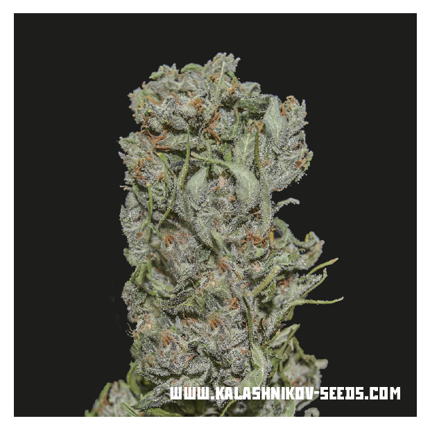 Kalashnikov Seeds White Critical Express