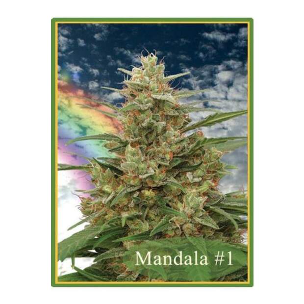 Mandala Seeds Mandala #1