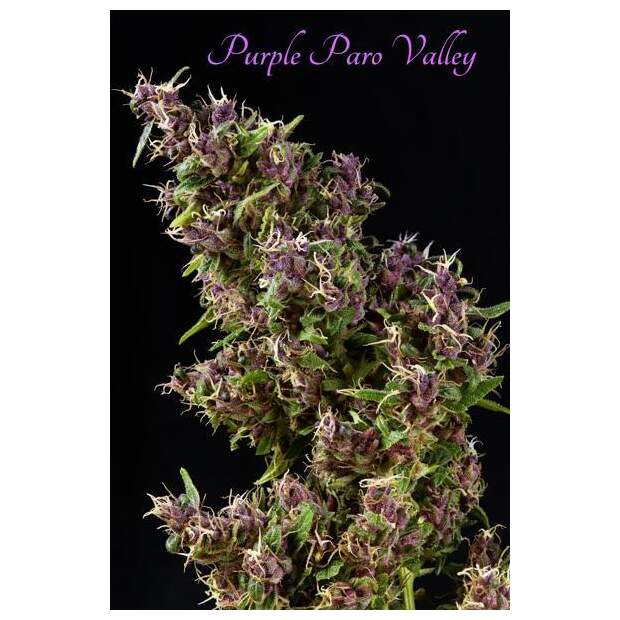 Mandala Seeds Purple Paro Valley