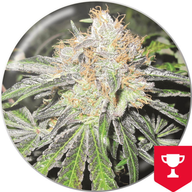 Medical Seeds Deep Neville