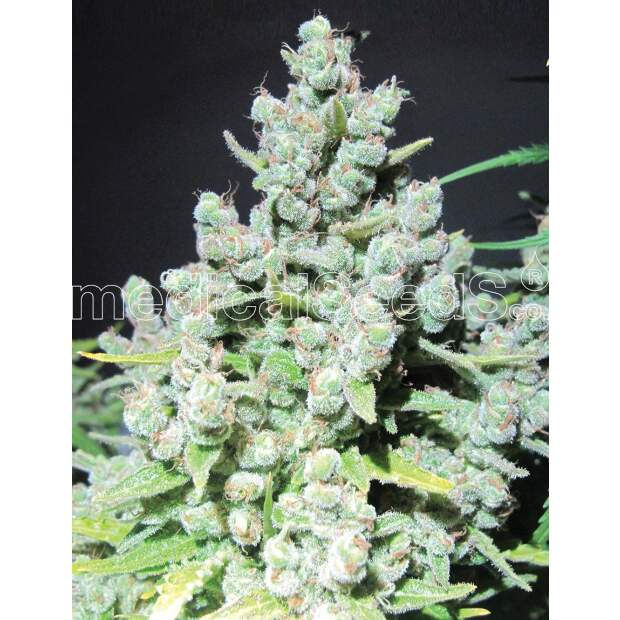 Medical Seeds Malakoff