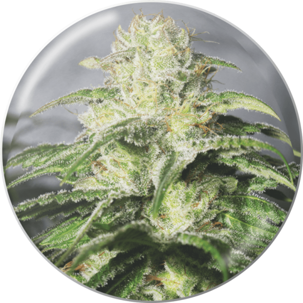 Medical Seeds OG Kush CBD