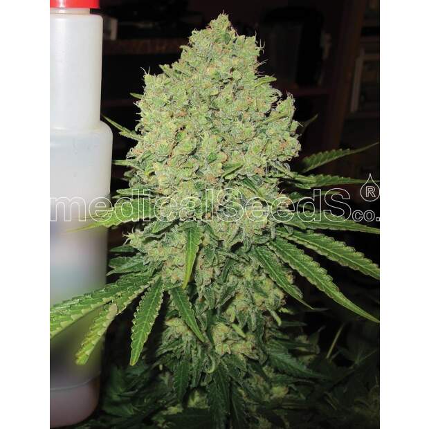 Medical Seeds Prozack