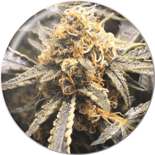 Medical Seeds Recovery CBD