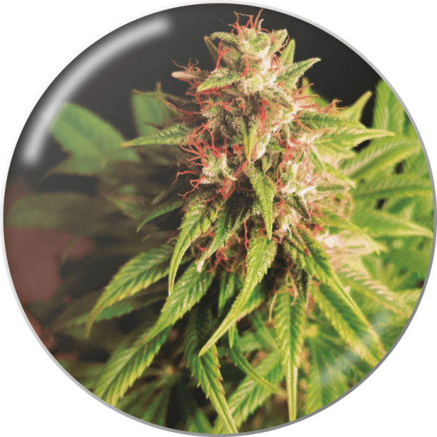 Medical Seeds Red Cross CBD