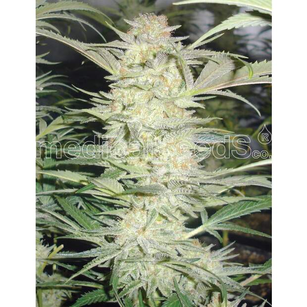 Medical Seeds White Widow